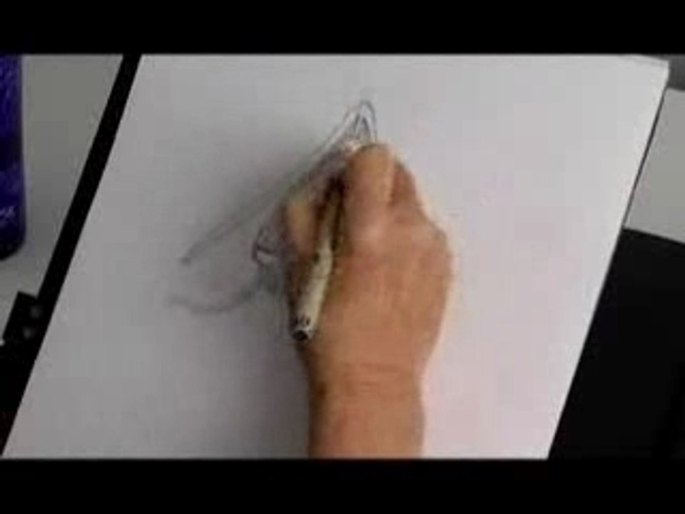 anatomia del clitoris