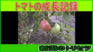 我が家の畑　トマトの生長記録2007