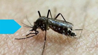 Florida Investigates Local Zika Case