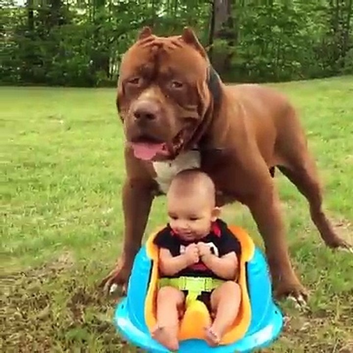 Funny dogs