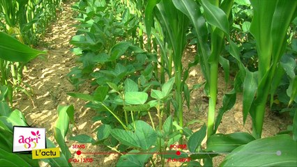 JT Agri85TV du vendredi 22 juillet 2016