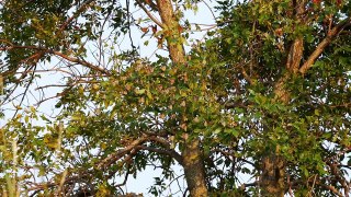 300 Monarch butterflies clustering at Winthrop, Minnesota Aug. 28, 2015