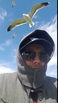 Il se fait attaquer par des dizaines de mouettes