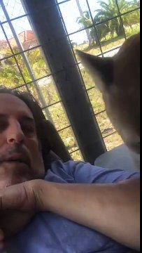 Ce gars joue avec son couguar! Gros calin sauvage