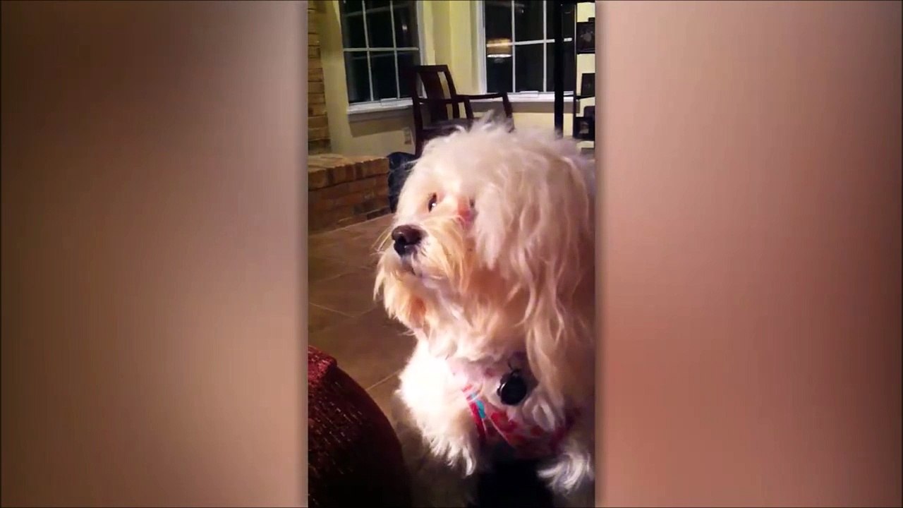 Ce chien fait un playback sur le bruit de son jouet qui couine... Ahaha