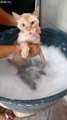 Ce Pauvre chat déteste le bain.. Meowwwww