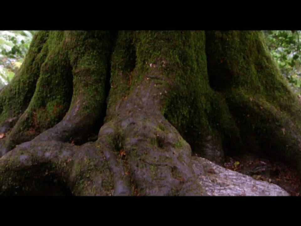 Un jour, un arbre: Automne (Extrait)