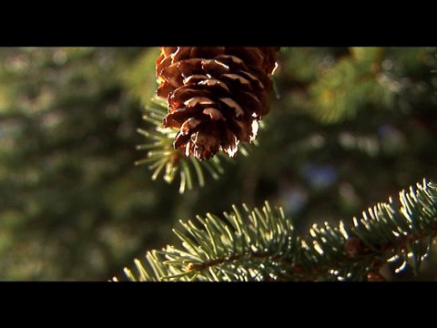 Un jour, un arbre: Hiver (Extrait)