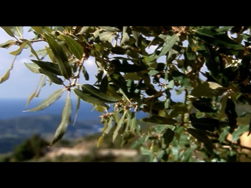 Un jour, un arbre: Été (Extrait)