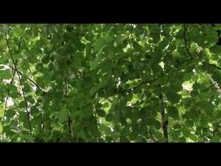 Un jour, un arbre: Printemps (Extrait)