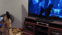 Ce berger allemand hurle devant le dessin animé 