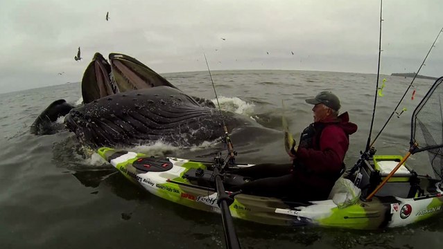 Ce kayakiste rencontre une baleine à bosse de très près