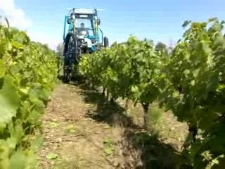 Effeuillage des Vignes