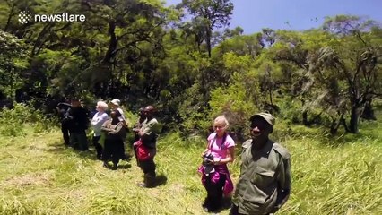 Gorilla knocks woman over on honeymoon safari tour