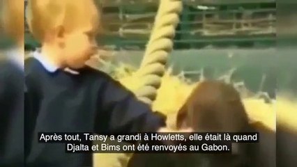 Il a pris soin d'un gorille pendant 5 ans et décide de passer le voir pour voir sa réaction