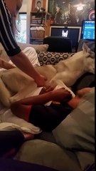 Un chien fait tout pour rester sur le canapé !