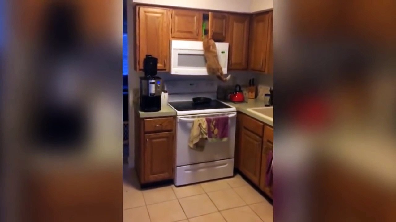 Le chat voleur de gateaux !