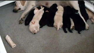 2013-06-24 WCC's Olive's Honor Litter ~ Nursing and the Aftermath