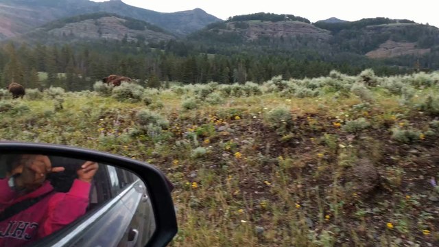Coincé dans les bouchons... de bisons sur la route du parc de Yellowstone aux Etats-Unis !