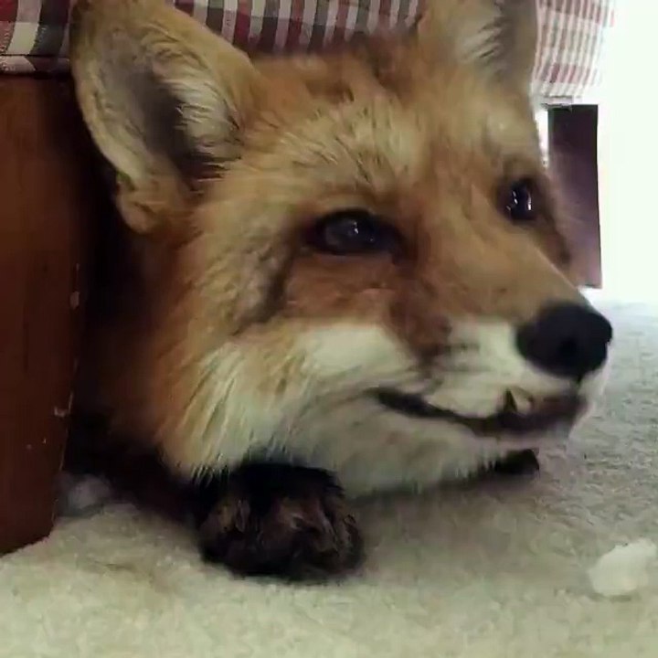 So adorable 3