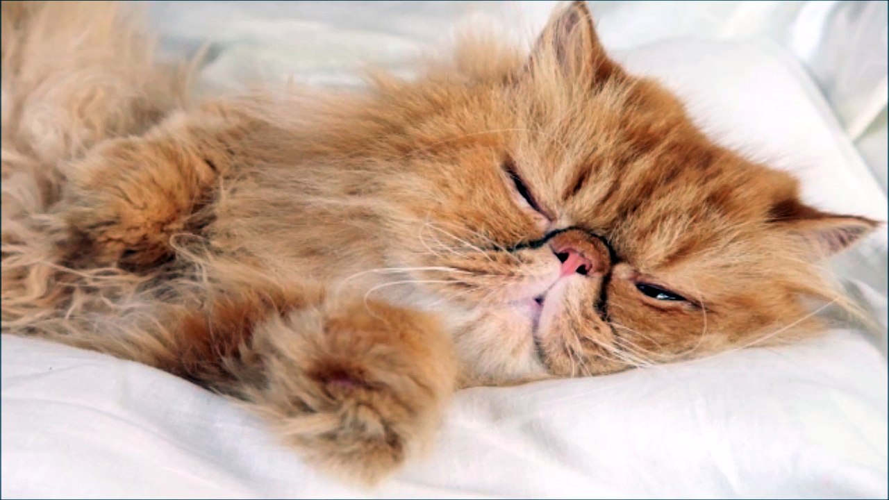 Snoring Cat Sound Effect