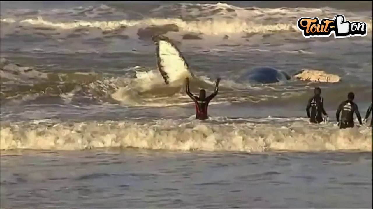 Sauvetage impressionnant d'une baleine à bosse en Argentine !