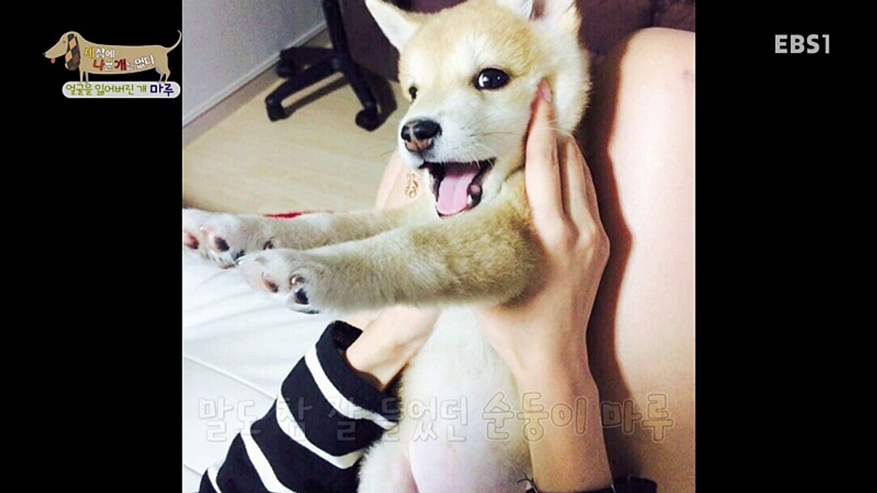 bdog
