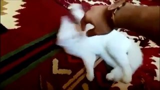 Funny Cats Compilation - Funny Cat Videos Ever- Funny Videos - Funny Animals - Funny Animal Videos 8