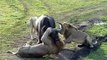 Lion attacks buffalo (Masai Mara, Kenya) (Safari Videos) (deel 2) 
