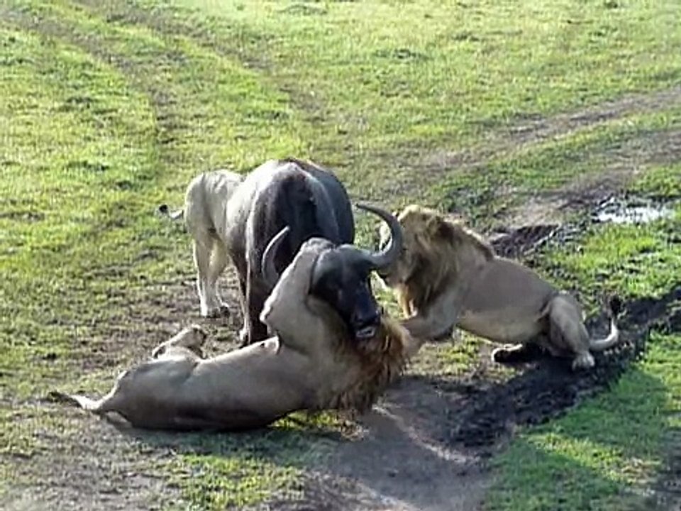 Lion attacks buffalo (Masai Mara, Kenya) (Safari Videos) (deel 2) " .