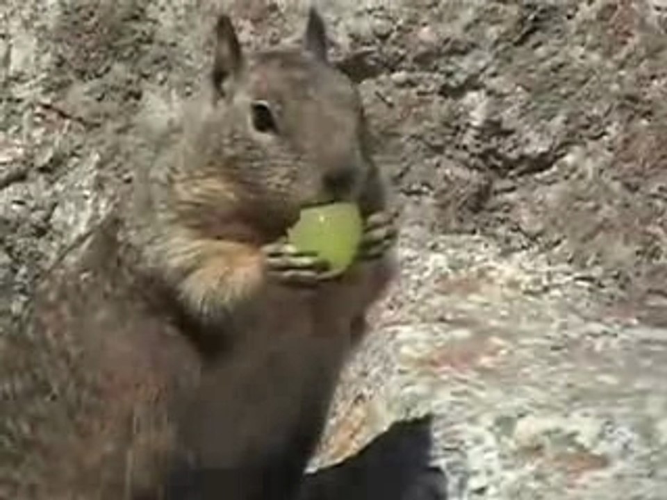 Squirrel eating grape