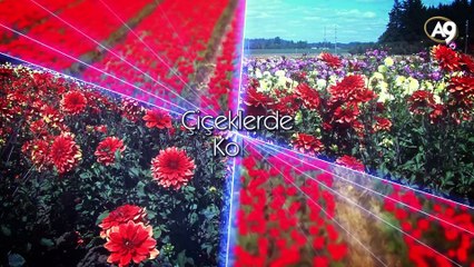 Yeryüzünün Süsleri Çiçekler