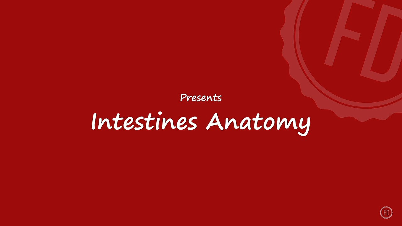 Intestines Anatomy | Medical Education | HD Video | F1 Digitals
