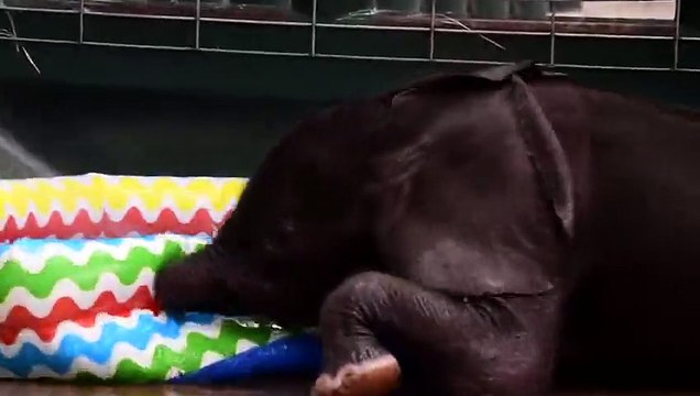 Un bébé éléphant prend son pied dans une piscine gonflable