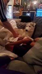 Impossible de virer leur chien du canapé !