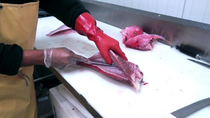 Finding the Best Fillet Knife