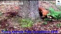 Funny Pets Videos ► Funny Animals Fails Compilation 2016 ► Animals CLUB