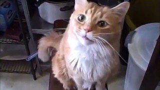 FUNNY CAT VIDEOS PART 9