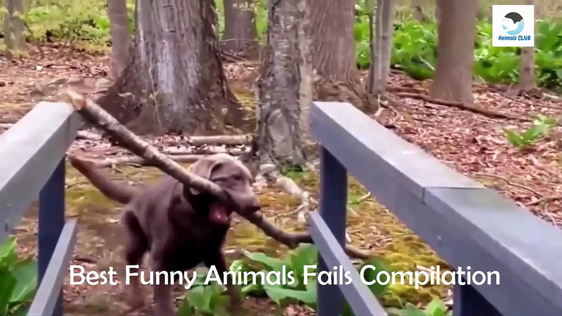 Funny Pets Video ► Funny Animals Fails Compilation ► Animals CLUB