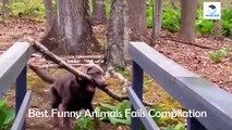 Funny Pets Video ► Funny Animals Fails Compilation ► Animals CLUB