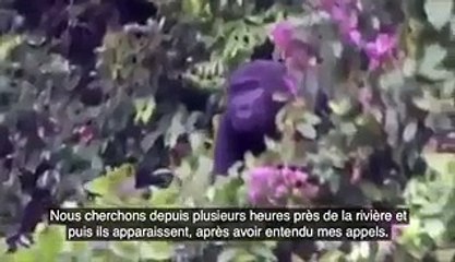 Quand son maître lui revient 5 ans après avoir pris soins de lui, la réaction de ce gorille va vous laissez sans voix