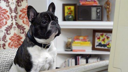 Computer Virus - #021 Ask Frank: Advice for Dogs. By a Dog.