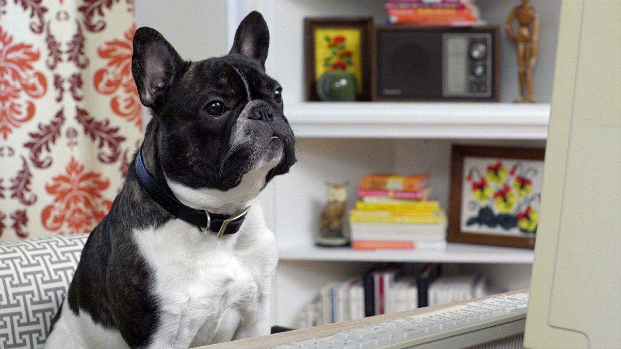 Computer Virus - #021 Ask Frank: Advice for Dogs. By a Dog.