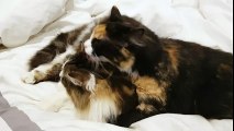 Adorable Cats Giving Each Other Some Love