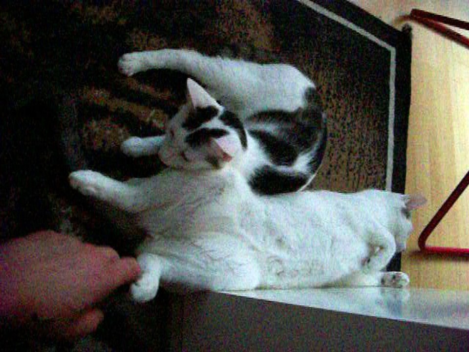 Harvey und Vinzent am 22.07.2016