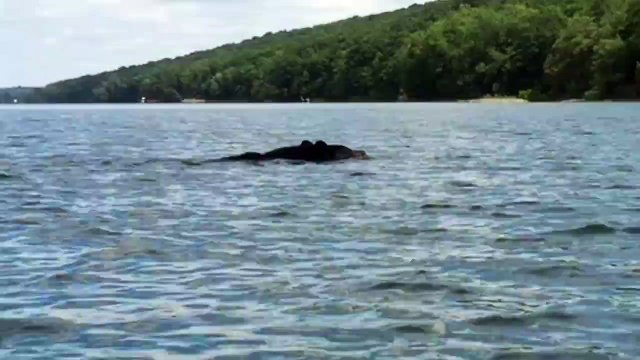 Il fait du kayak et tombe nez à nez avec ce gros animal