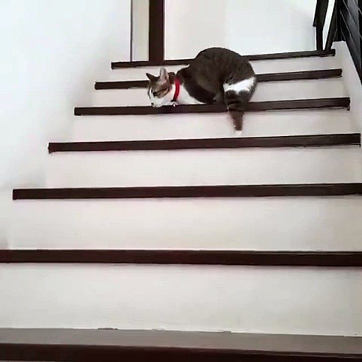 Disabled cats miserable legs