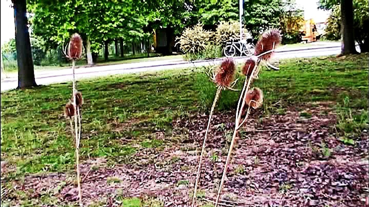 Kreisverkehre in Köln – 15