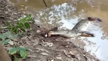 Electric Eel Kills The Alligator - Must See The Alligator Dies