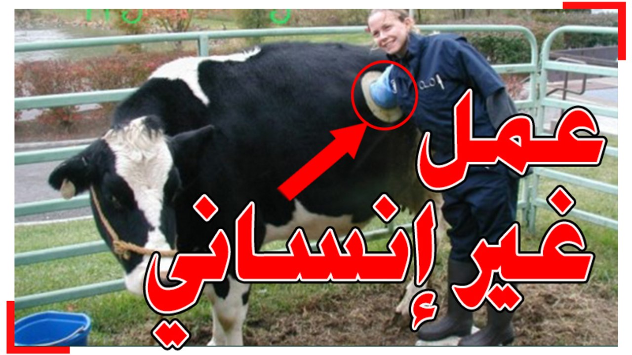 هل تعلم ما السرالغريب وراء عمل ثقب كبير في أجساد الأبقار؟